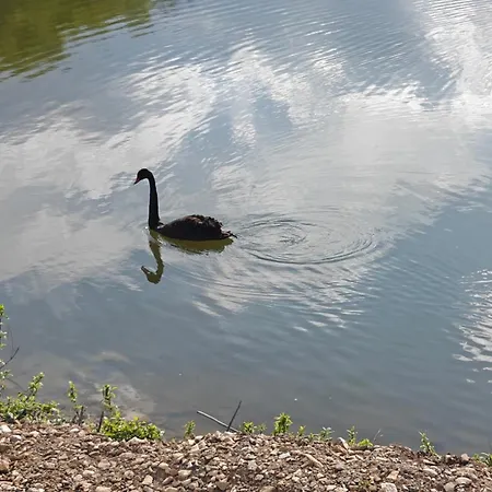 димови Apartamento